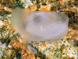 Image result for Galeomma