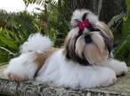 How Much Do the Beautiful and Cute Shih Tzu Puppies Cost ...
