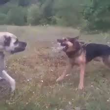 Need to translate kurdu from turkish? Bu Kurdu Yikabilen Kangala 50 000 Tl Odul