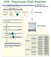 How To Design Primers | Zymo Research