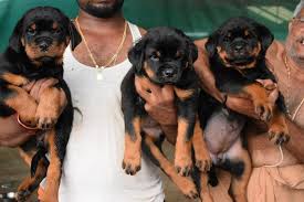 How much does rottweiler puppies cost? Puppies Of Grom Timit Tor Rottweiler Club Kerala India Facebook