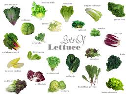 Know Your Produce Lettuce Varieties Types Of Lettuce