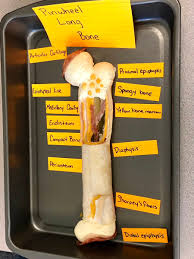 Bone test anatomy and physiology. Kelsey Stuart On Twitter Edible Long Bone Day Sfccmo In Anatomy Boneappetite Sfccmoyearbook2019