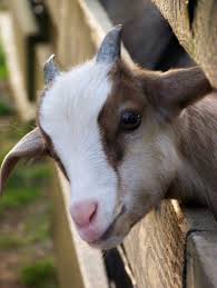 Cute Goat Cute Goats Cute Animals Fluffy Animals