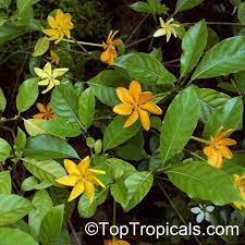 Pin On Plant List Tropical Potager