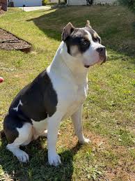 American pit bull terrier puppy for sale near south carolina, columbia, usa. American Pit Bull Terrier Puppies For Sale Raleigh Nc 331880