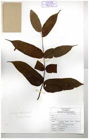Image result for Burseraceae