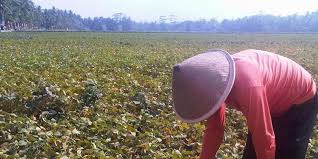 Info loker pertanian yang selalu update. 11 Tahun Petani Ngawi Tinggalkan Tanaman Kedelai