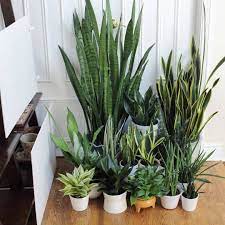 This cactus that grew through the screen window. Find Plant Inspiration For Your Empty Corner Discover Big Tree Like Houseplants To Add To Your Home From Palms To Those Indoor Plants Plants Unusual Plants