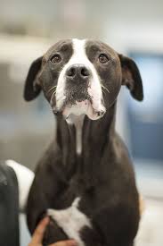 Dogs over 30 pounds have heart rates of 60 to 120. Normal Vitals For A Dog Bevs