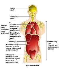 No obligation of appendectomy, appendix can be. Anatomy Dorsal And Ventral Body Cavities And Membranes Flashcards Quizlet