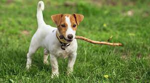 Jack Russell Terrier Breed Information Traits Temperament