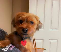 Rehoming a 3-year-old male Yorkie in Indiana