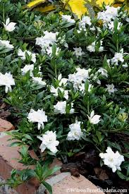 Image result for Gardenia