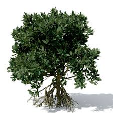 Xfrogplants Asiatic Mangrove 3d Model Cay