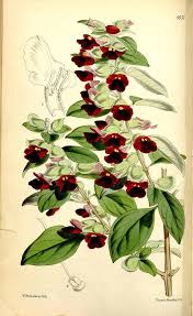 Image result for Tinnea aethiopica