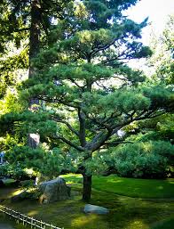 Japanese Black Pine Japanese Black Pine Tree Japanese Garden Black Pine Tree