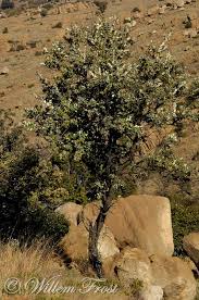 Image result for Brachylaena discolor