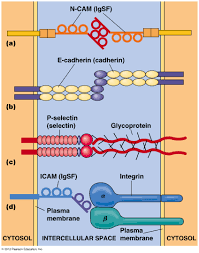 We did not find results for: Biol2060 Signal Transduction Mechanisms Ii Messengers And Receptors
