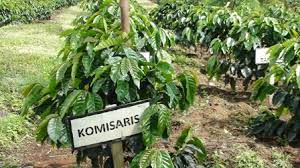 Kebun halaban seluas 1.615 hektar,kelas produksi kelas iii. Sejarah Kebun Teh Kajoe Aro Dan Riwayatmu Kini Kerinci Time