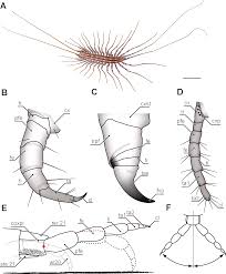 Bree was an only child until she was nine (she has a younger sister). The Ultimate Legs Of Chilopoda Myriapoda A Review On Their Morphological Disparity And Functional Variability Peerj