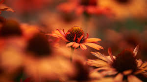 Belle foto gratis tutti animali 24k anime 11k auto 23k. Fiori 4k Ultra Hd Wallpaper Sfondo 3840x2160