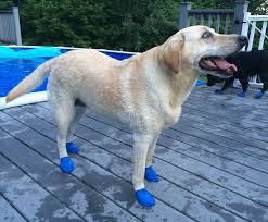 Dog Water Boots Pool Shoes For Swimming Alldogboots Com