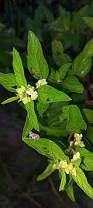 Image result for Lippia javanica