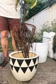 We did not find results for: Guide To Fiddle Leaf Fig Soil Repotting Dossier Blog
