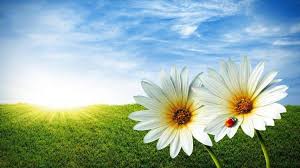 1080p Nature Wallpapers For Desktop Nature Wallpaper Nature Photos Flower Wallpaper
