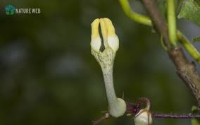 Image result for Ceropegia buchananii