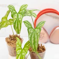 Image result for Cercestis