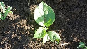 Image result for Cordia africana