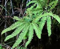 Image result for Adiantum poiretii