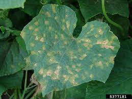 What S Wrong With My Plant Garden University Of Minnesota Extension