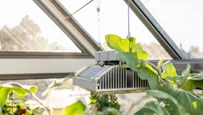This allows licensed cannabis growers to reduce the time necessary for plants to reach. Greenhouse Grow Lights Uk Cultivar Greenhouses