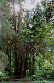 Maybe you would like to learn more about one of these? Grove Of The Patriarchs Family Hike Mt Rainier National Park Washington