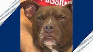 We offer luxury, one in a million pitbull puppies of the the breeding centre is also committed to post adoption dogs education, which results in a we will follow the pitbull puppies' pathway even after the custody, we will instruct you on their feeding. Kansas City Man Moves In With Shelter Dog Plans To Stay There Until She Gets Adopted Abc News