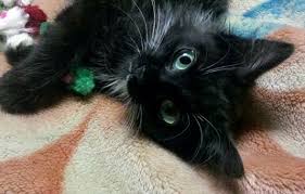 Black Kitten With White Whiskers Oh Look Flailing Kittens Cute Cats Cat Obsession Cats