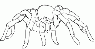 Explore 623989 free printable coloring pages for your kids and adults. Tarantula Pictures For Kids Coloring Home