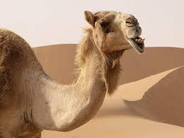 Woolly coat, caramel in color that often looks shaggy from seasonal shedding. Royalty Free Dromedary Camel Photos Free Download Pxfuel