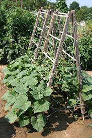 15 Easy Diy Cucumber Trellis Ideas Growing Food Urban Garden Plants