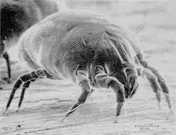 Image result for Dust mite
