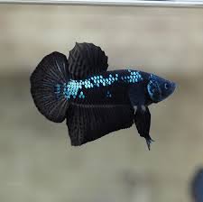 *huge* list of the best betta tank mates. Focus To His Eyes He S Mad Betta Fish Types Betta Fish Betta