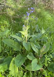 Image result for Rhipidoglossum eggelingii