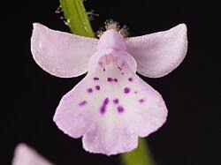 Image result for Cynorkis symoensii