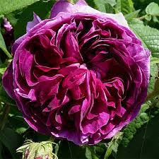 Notre rosier charles de mills. Rosier Ancien Charles De Mills Rosier Gallique Vigoureux A Grandes Fleurs Doubles Rouge Violace