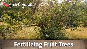 fertilizing fruit trees organic gardening blog