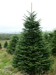 Fraser firs (abies fraseri) are native to the higher elevations of the southern appalachian mountains. Real Fraser Fir Christmas Trees Freshly Cut Christmas Trees