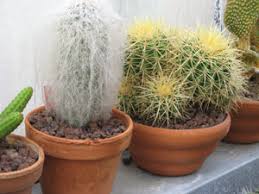Il faudra bien évidemment que ce dernier soit affublé d'un trou d'évacuation afin que votre plante. Faire Passer L Hiver Aux Cactus
